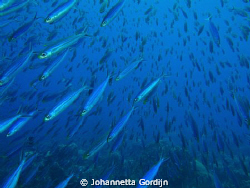 It's raining mackerel! by Johannetta Gordijn 